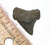 Button Angustidens Tooth